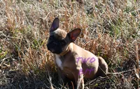 Linda, a female French Bulldog for sale in Rock Island, TN – Photo 1 of 4