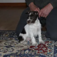 Dory, a female Miniature Schnauzer for sale in Long Lane, MO – Photo 6 of 8