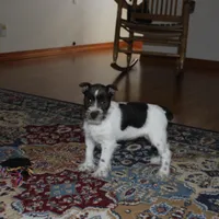 Dory, a female Miniature Schnauzer for sale in Long Lane, MO – Photo 4 of 8