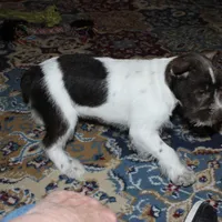 Dory, a female Miniature Schnauzer for sale in Long Lane, MO – Photo 3 of 8