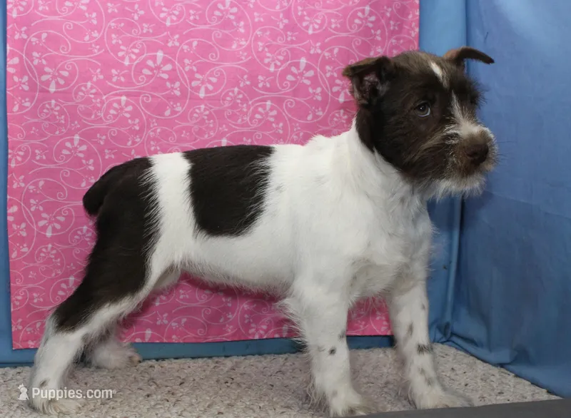 Dory – Miniature Schnauzer puppy for sale in Long Lane, MO