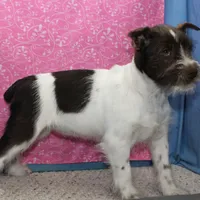 Dory, a female Miniature Schnauzer for sale in Long Lane, MO – Photo 1 of 8