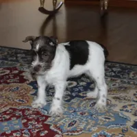 Dory, a female Miniature Schnauzer for sale in Long Lane, MO – Photo 7 of 8
