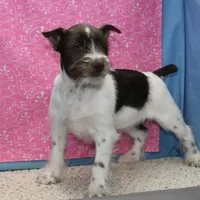 Dory, a female Miniature Schnauzer for sale in Long Lane, MO – Photo 2 of 8