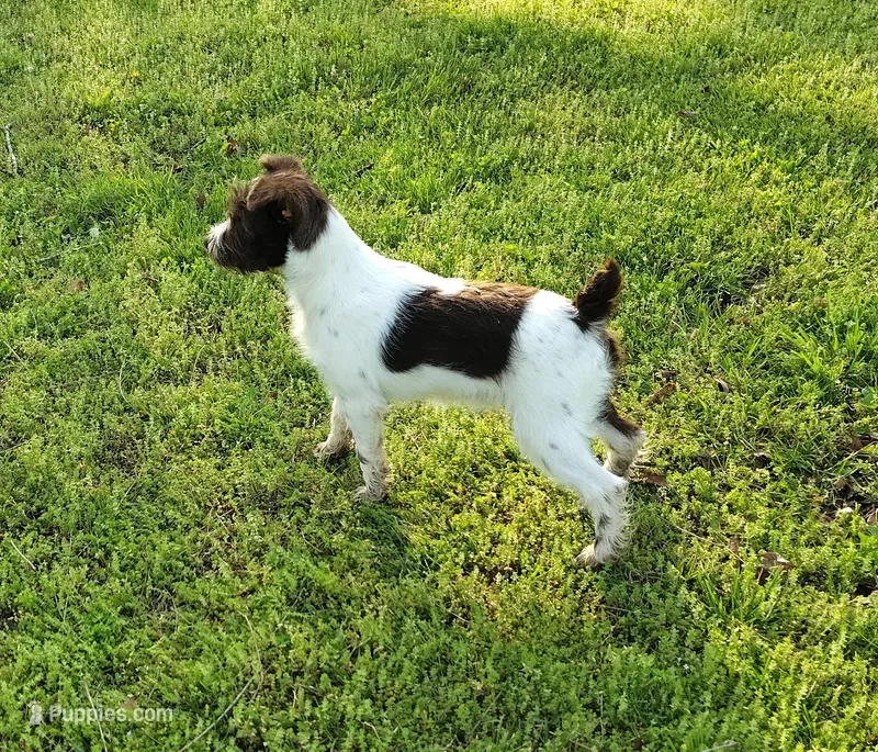 Dory – Miniature Schnauzer puppy for sale in Long Lane, MO