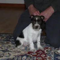 Dory, a female Miniature Schnauzer for sale in Long Lane, MO – Photo 5 of 8