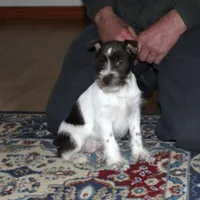 Dory, a female Miniature Schnauzer for sale in Long Lane, MO – Photo 8 of 8