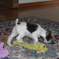 Poppy, a female Miniature Schnauzer for sale in Long Lane, MO – Photo 8 of 10