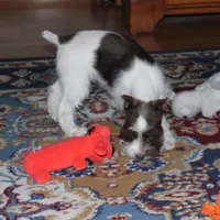 Poppy, a female Miniature Schnauzer for sale in Long Lane, MO – Photo 5 of 10