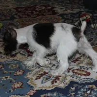 Poppy, a female Miniature Schnauzer for sale in Long Lane, MO – Photo 6 of 10