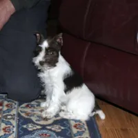 Poppy, a female Miniature Schnauzer for sale in Long Lane, MO – Photo 10 of 10