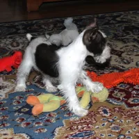 Poppy, a female Miniature Schnauzer for sale in Long Lane, MO – Photo 7 of 10