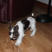Poppy, a female Miniature Schnauzer for sale in Long Lane, MO – Photo 3 of 10
