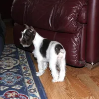 Poppy, a female Miniature Schnauzer for sale in Long Lane, MO – Photo 9 of 10