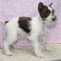 Poppy, a female Miniature Schnauzer for sale in Long Lane, MO – Photo 1 of 10