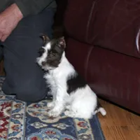 Poppy, a female Miniature Schnauzer for sale in Long Lane, MO – Photo 4 of 10