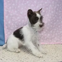 Poppy, a female Miniature Schnauzer for sale in Long Lane, MO – Photo 2 of 10