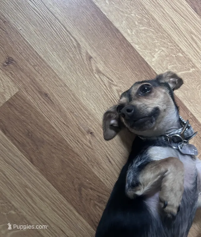 Chloe – Chihuahua puppy for sale in Franklinton, NC