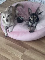 Chloe, a female Chihuahua for sale in Franklinton, NC – 2 of 5