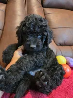 Male, White Collar, a male Goldendoodle for sale in Moreno Valley, CA – Photo 1 of 5