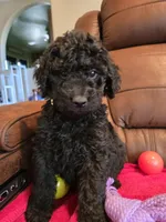 Male, White Collar, a male Goldendoodle for sale in Moreno Valley, CA – Photo 2 of 5