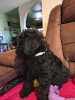 Male, White Collar, a male Goldendoodle for sale in Moreno Valley, CA – Photo 4 of 5