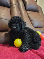 Male, White Collar, a male Goldendoodle for sale in Moreno Valley, CA – Photo 3 of 5