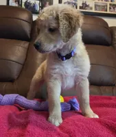 Cream Blond Female Purple Collar, a female Goldendoodle for sale in Moreno Valley, CA – Photo 4 of 6
