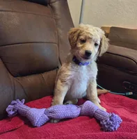 Cream Blond Female Purple Collar, a female Goldendoodle for sale in Moreno Valley, CA – Photo 2 of 6
