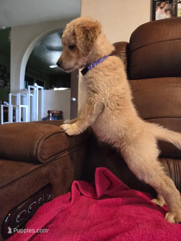 Cream Blond Female Purple Collar – Goldendoodle puppy for sale in Moreno Valley, CA