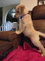 Cream Blond Female Purple Collar, a female Goldendoodle for sale in Moreno Valley, CA – Photo 1 of 6