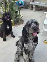 Cream Blond Female Purple Collar, a female Goldendoodle for sale in Moreno Valley, CA – Photo 6 of 6