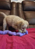 Cream Blond Female Purple Collar, a female Goldendoodle for sale in Moreno Valley, CA – Photo 3 of 6