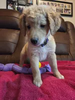 Cream Blond Female Purple Collar, a female Goldendoodle for sale in Moreno Valley, CA – Photo 5 of 6