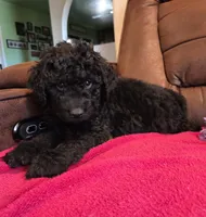 Female, Lime Collar, a female Goldendoodle for sale in Moreno Valley, CA – Photo 3 of 5