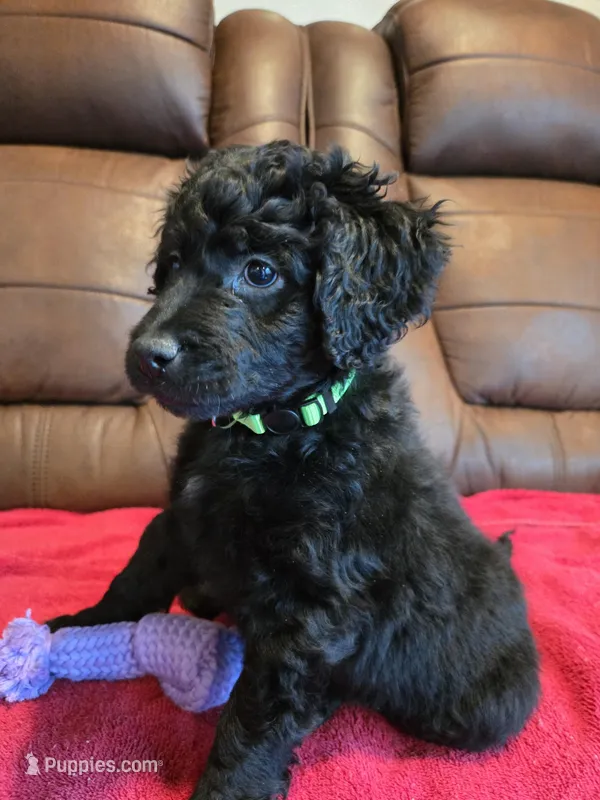 Female, Lime Collar – Goldendoodle puppy for sale in Moreno Valley, CA