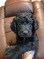 Female, Lime Collar, a female Goldendoodle for sale in Moreno Valley, CA – Photo 2 of 5