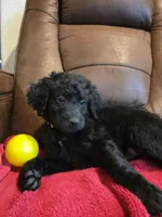 Female, Lime Collar, a female Goldendoodle for sale in Moreno Valley, CA – Photo 4 of 5