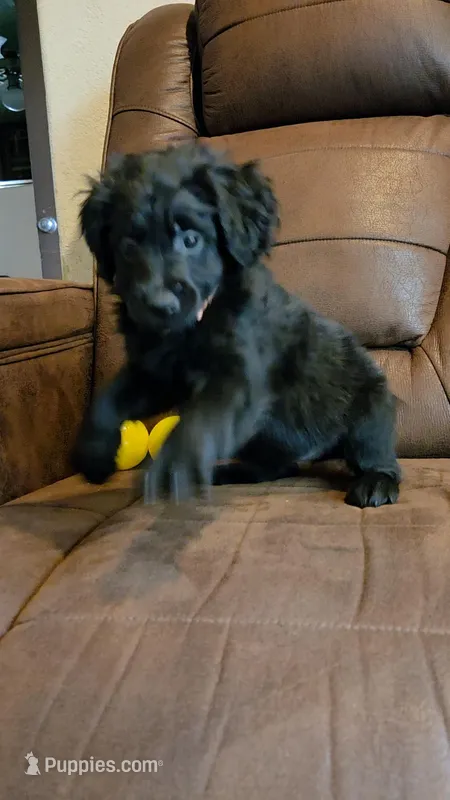 Black Female Peach Collar – Goldendoodle puppy for sale in Moreno Valley, CA