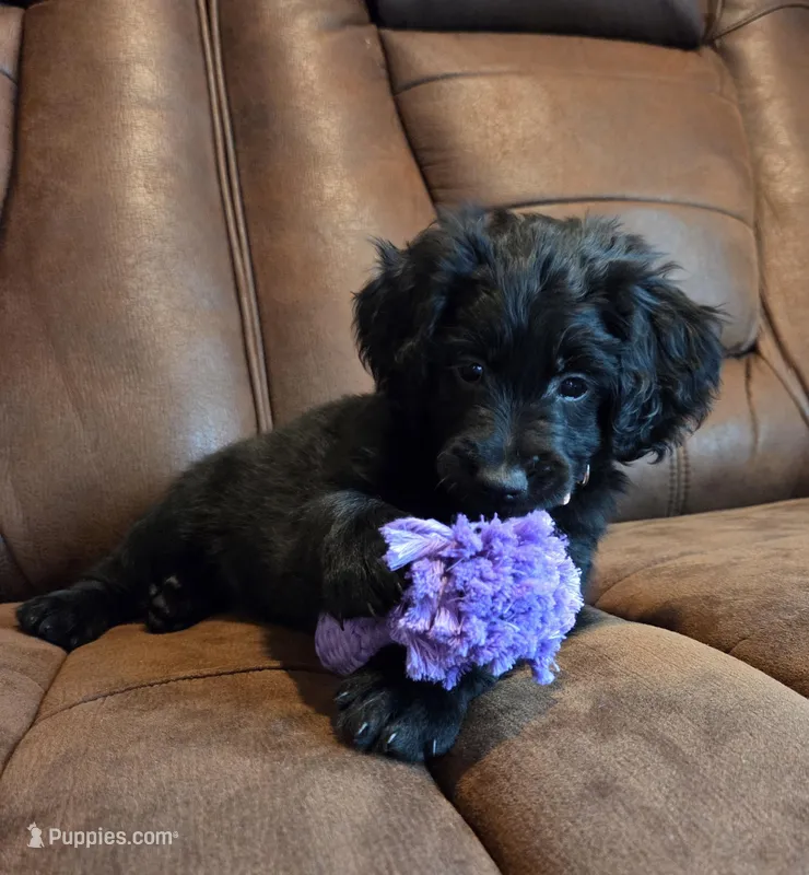 Black Female Peach Collar – Goldendoodle puppy for sale in Moreno Valley, CA