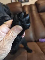 Black Female Red Collar, a female Goldendoodle for sale in Moreno Valley, CA – Photo 3 of 6