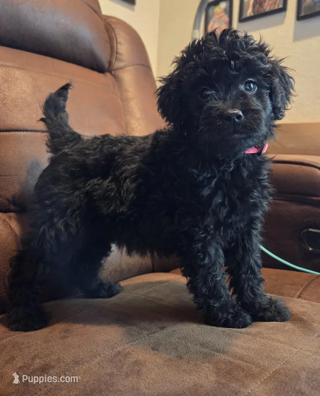 Black Female Red Collar – Goldendoodle puppy for sale in Moreno Valley, CA
