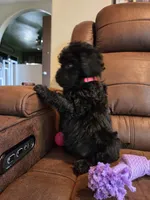 Black Female Red Collar, a female Goldendoodle for sale in Moreno Valley, CA – Photo 5 of 6