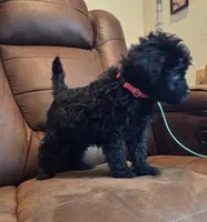 Black Female Red Collar, a female Goldendoodle for sale in Moreno Valley, CA – Photo 2 of 6
