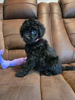 Black Female Red Collar, a female Goldendoodle for sale in Moreno Valley, CA – Photo 4 of 6