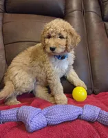 Male, Blue Collar, a male Goldendoodle for sale in Moreno Valley, CA – Photo 4 of 5
