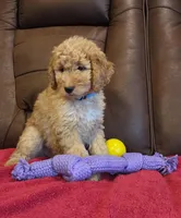 Male, Blue Collar, a male Goldendoodle for sale in Moreno Valley, CA – Photo 3 of 5