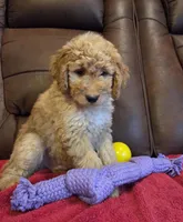 Male, Blue Collar, a male Goldendoodle for sale in Moreno Valley, CA – Photo 2 of 5