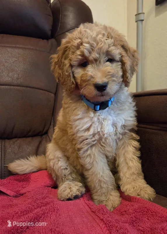 Male, Blue Collar – Goldendoodle puppy for sale in Moreno Valley, CA