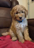 Male, Blue Collar, a male Goldendoodle for sale in Moreno Valley, CA – Photo 1 of 5